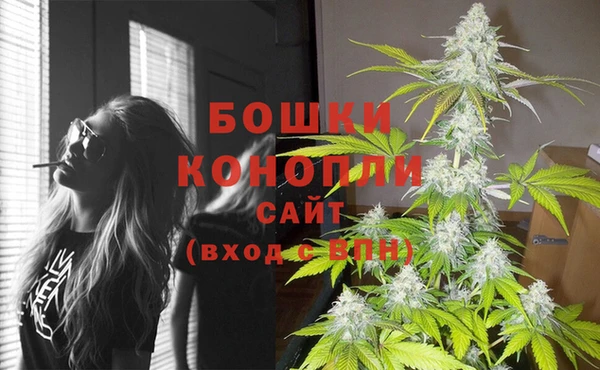 прущие грибы Коряжма