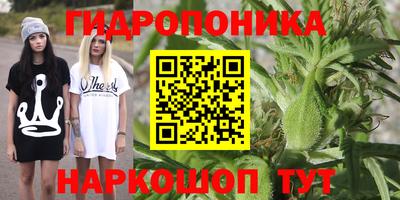 мет Кингисепп